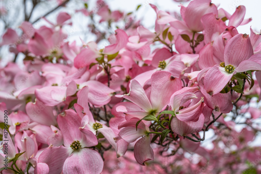 Fototapeta premium Pacific dogwood