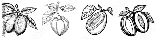 Detailed illustration of tropical fruits including sapodilla and cacao showcasing textures and botanical features