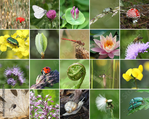 Biodiversity collage with all non-agricultural value plants or animal, but important for eco-balance