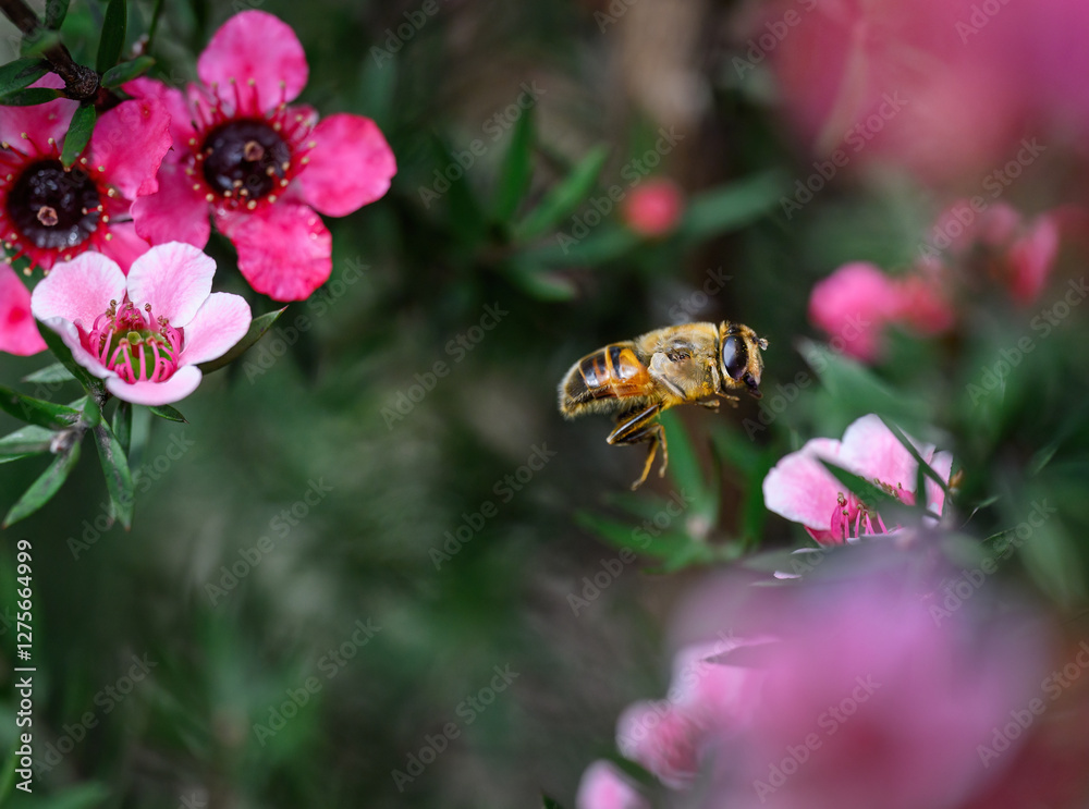 Honey bee flying among manuka flowers (Leptospermum scoparium). Auckland.