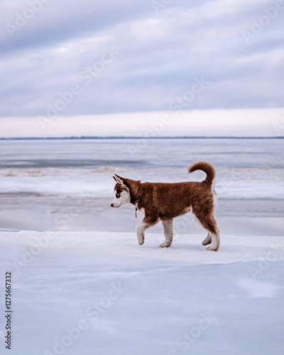Red siberian husky puppy on its first outside winter walk by ice river