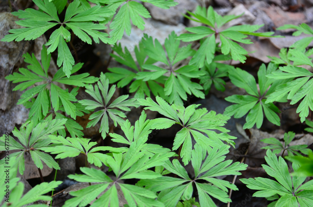 Lush Green Plant Foliage green leaves background Lush Green Plant Foliage green leaves background