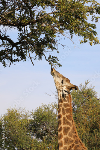 Photography Giraffe / Giraffe / Giraffa camelopardalis