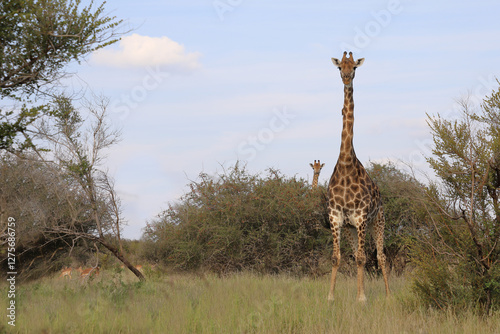Canvas Print Giraffe / Giraffe / Giraffa camelopardalis