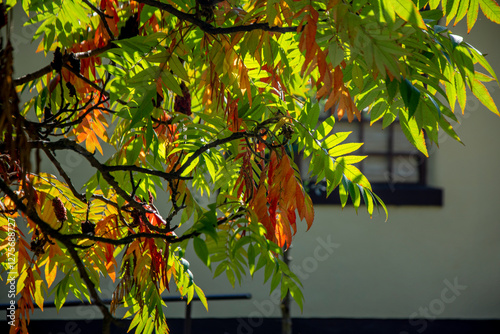 Closeup of sumac tree canopy showing the seasonal color changing of the leaves in autumn