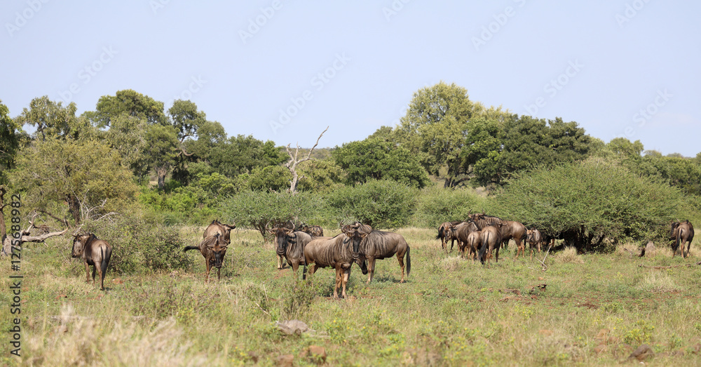 Streifengnu / Blue wildebeest / Connochaetes taurinus Streifengnu / Blue wildebeest / Connochaetes taurinus