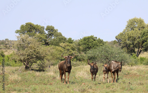 Streifengnu / Blue wildebeest / Connochaetes taurinus photo