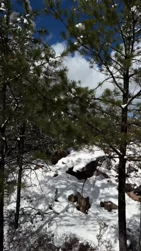 Snow-covered pine trees in the Sierra Madre Occidental, Chihuahua, winter serenity Snow-covered pine trees in the Sierra Madre Occidental, Chihuahua, winter serenity