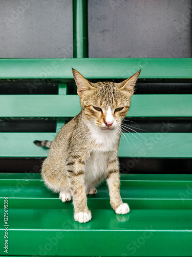 Tabby cat with white paws sits quietly on a green bench, gazing downward against a dark textured background, capturing a calm and thoughtful feline moment.