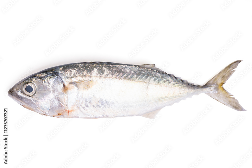 Pacific jack mackerel fish or Trachurus on white background. Pacific jack mackerel fish or Trachurus on white background.