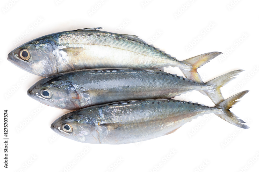 Pacific jack mackerel fish or Trachurus on white background. Pacific jack mackerel fish or Trachurus on white background.