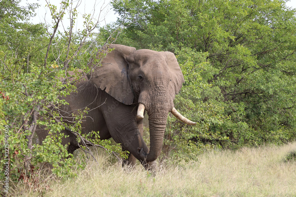 Fototapeta premium Afrikanischer Elefant / African elephant / Loxodonta africana