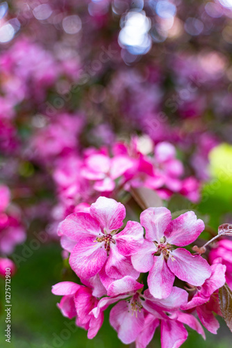 decorative apple tree in bloom, spring day