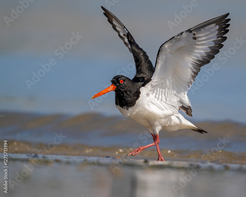 Photos Austernfischer mit gestreckten Flügeln am Strand von Helgoland