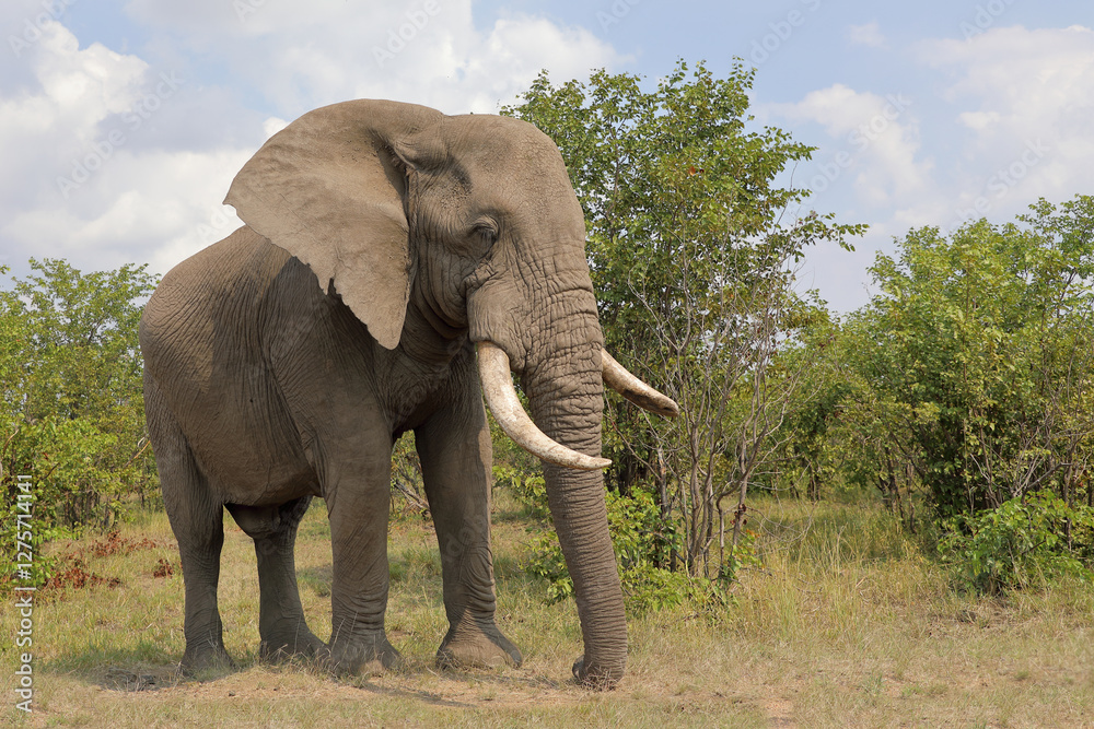 Obraz premium Afrikanischer Elefant / African elephant / Loxodonta africana