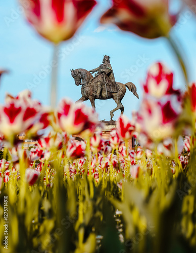 Stephen the Great's equestrian statue in Iași, Romania, beautifully framed by red and white tulips photo