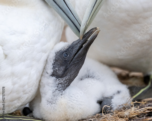 Basstölpel Nestling schnäbelt gleichzeitig mit beiden Elternteilen photo