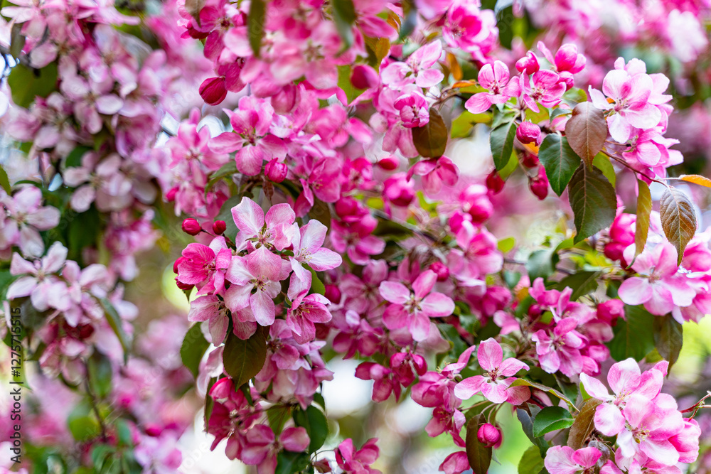 decorative apple tree in bloom, spring day decorative apple tree in bloom, spring day