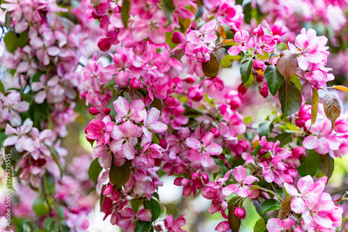 decorative apple tree in bloom, spring day