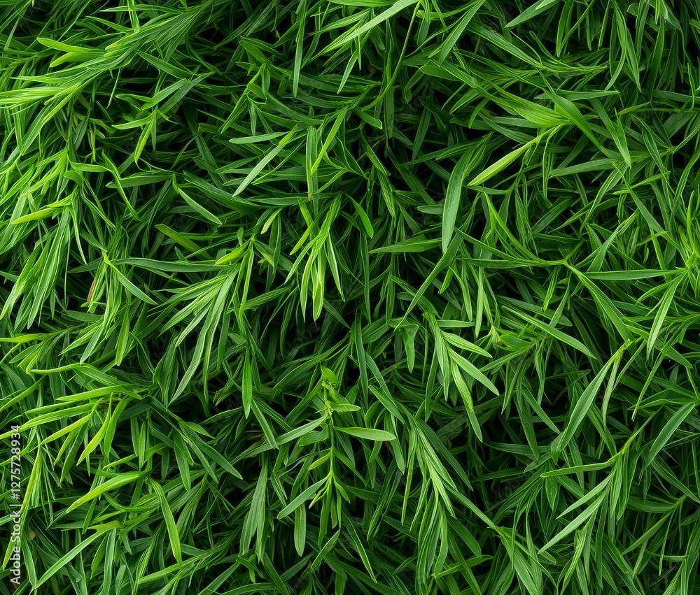 Needles from a pine tree radiate outward from the central point in close proximity Needles from a pine tree radiate outward from the central point in close proximity