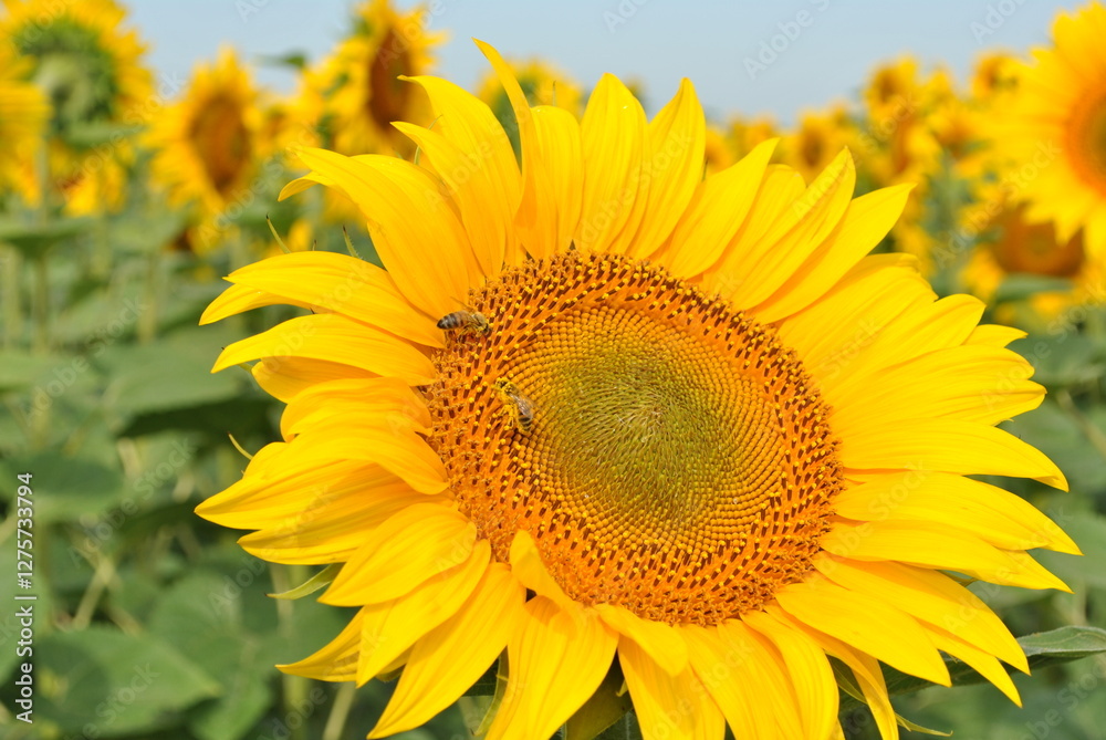 Sunflower Field Under a Summer Sky Sunflower Field Under a Summer Sky