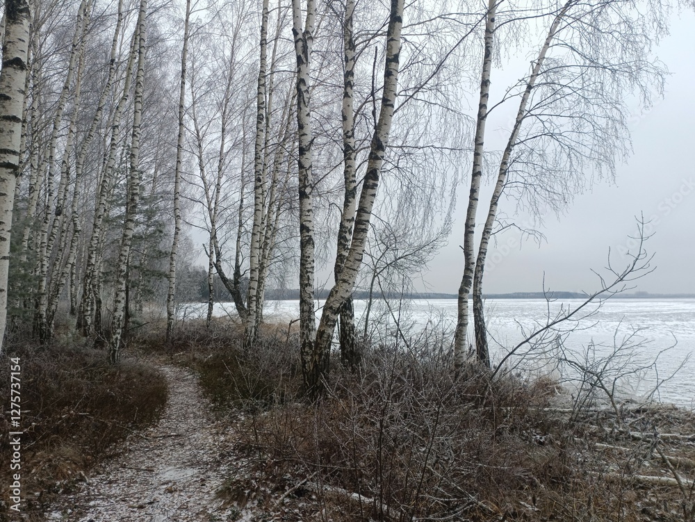 Rekyva forest and lake during cloudy winter day. Pine and birch tree woodland. Frozen lake. Bushes and small trees are growing in woods. Cloud day with clouds in sky. Snowy. Nature. Rekyvos miskas. Rekyva forest and lake during cloudy winter day. Pine and birch tree woodland. Frozen lake. Bushes and small trees are growing in woods. Cloud day with clouds in sky. Snowy. Nature. Rekyvos miskas.