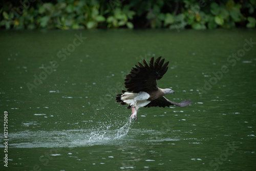 Grey-headed fish eagle (Icthyophaga ichthyaetus) flying with dive maneuver to catch fish on Singapore Quarry lake, natural background photo