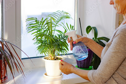Plant care. Palm house plants sprayed from a bottle in the hand of a woman. Winter care for indoor plants, prevention against plant pests, bacterial diseases, fertilization and gardening at home.