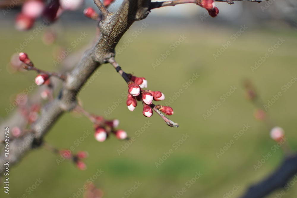 Spring Awakening: Blooming Branches in Soft Light Spring Awakening: Blooming Branches in Soft Light