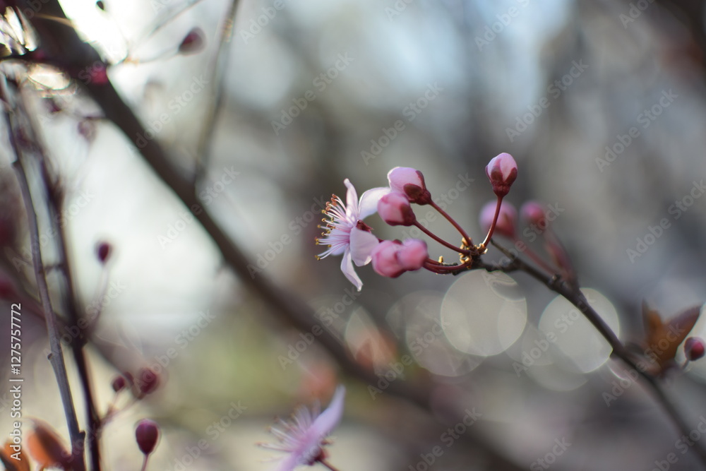 Spring Awakening: Blooming Branches in Soft Light Spring Awakening: Blooming Branches in Soft Light