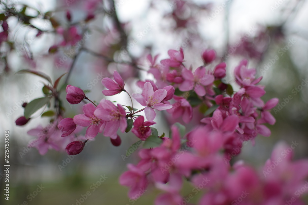 Spring Awakening: Blooming Branches in Soft Light Spring Awakening: Blooming Branches in Soft Light