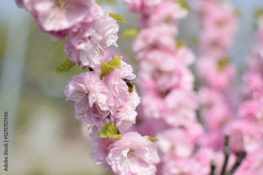 Spring Awakening: Blooming Sakura Branches in Soft Light Spring Awakening: Blooming Sakura Branches in Soft Light