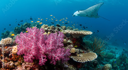 Manta Ray Gliding Above Vibrant Coral Reef with Colorful Fish