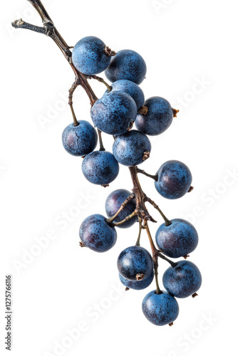 Isolated Blue Berries on Branch