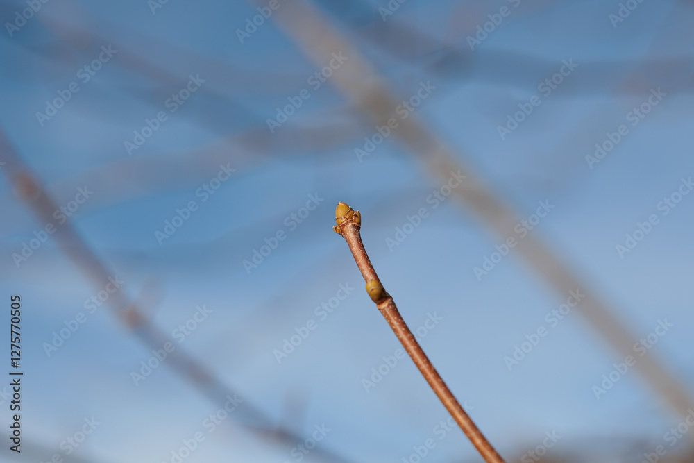 vista macro di germogli su un ramo di un albero con cielo azzurro sfuocato sullo sfondo, di giorno, in inverno