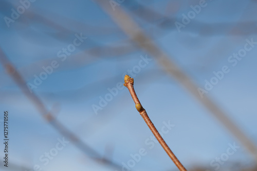 Obraz na płótnie vista macro di germogli su un ramo di un albero con cielo azzurro sfuocato sullo sfondo, di giorno, in inverno w salonie