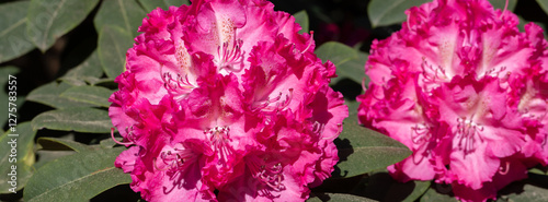 Bright Pink Rhododendron Flowers Amidst Green Foliage in Full Bloom