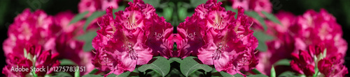 Panorama Bright Pink Rhododendron Flowers Amidst Green Foliage in Full Bloom