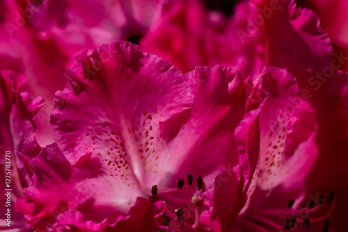 Close-Up of Vibrant Pink Flowers in Natural Light