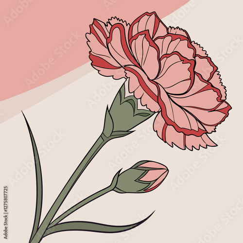 vector illustration of carnation flowers