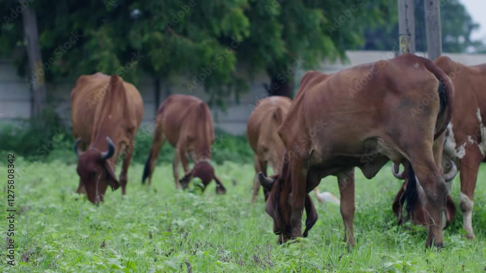 A handheld mid wide shot of a herd of brown Indian cows grazing on a field of wild gras during daylight, with a couple of cranes around A handheld mid wide shot of a herd of brown Indian cows grazing on a field of wild gras during daylight, with a couple of cranes around