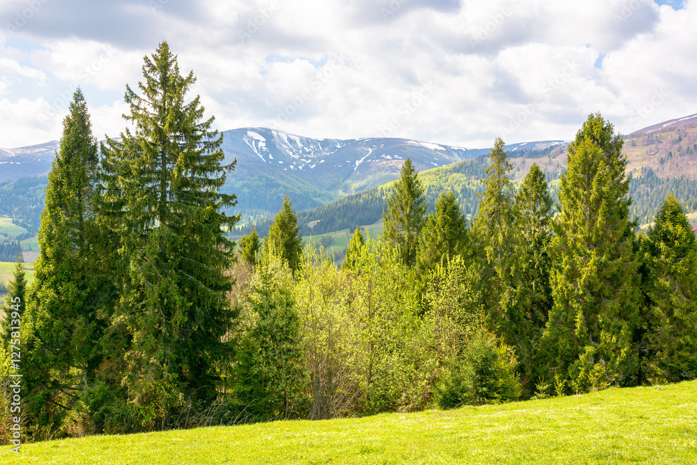 coniferous forest on the hillside in spring. carpathian mountain landscape with grassy meadow on a sunny morning
