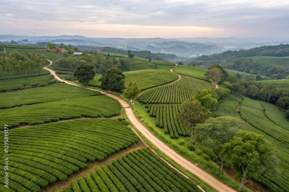Fototapeta premium Aerial View of Serene Tea Plantations at Sunrise with Winding Pathway in Lush Green Hills