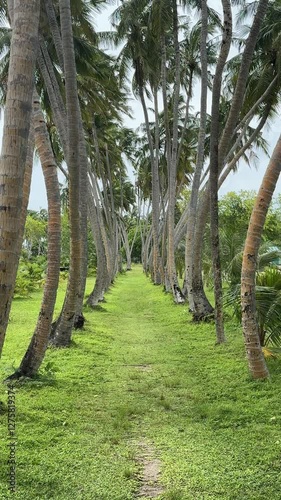 Tropical palms during wind in Maldives beach 