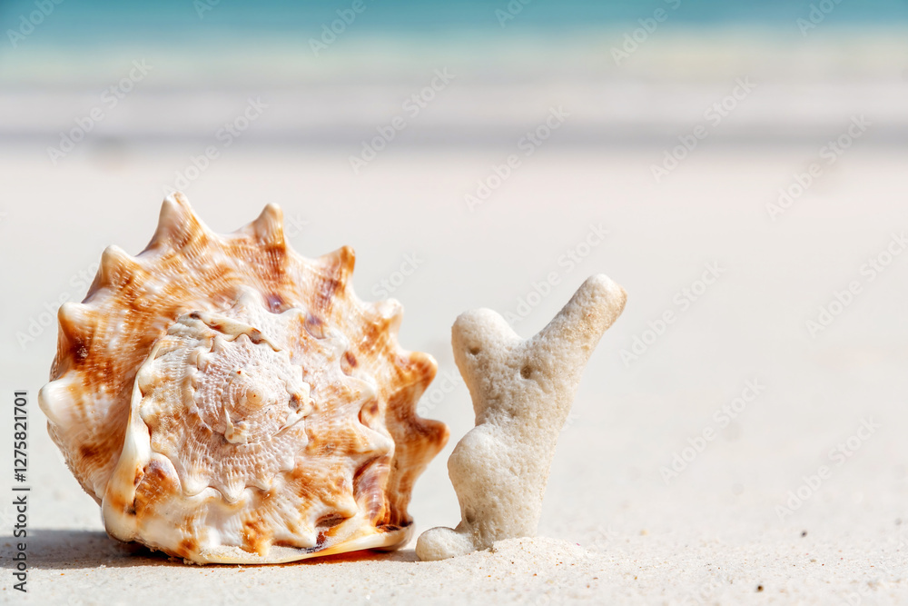 Large seashell rests on a white sandy beach next to a piece of coral, with a blurred ocean background Large seashell rests on a white sandy beach next to a piece of coral, with a blurred ocean background