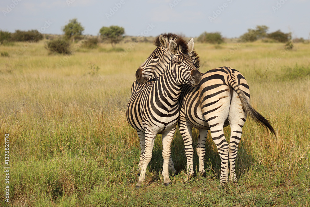 Naklejka premium Steppenzebra / Burchell's zebra / Equus quagga burchellii