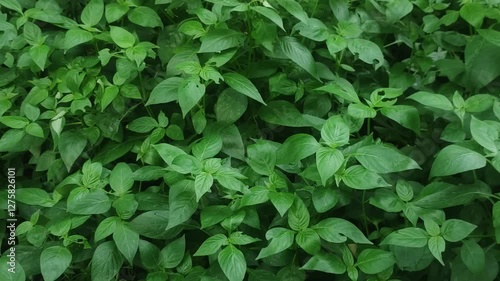 Wallpaper Mural Asystasia gangetica Chinese Violet with Vibrant Purple Flowers Sprawling Across a Green Garden Landscape. Torontodigital.ca