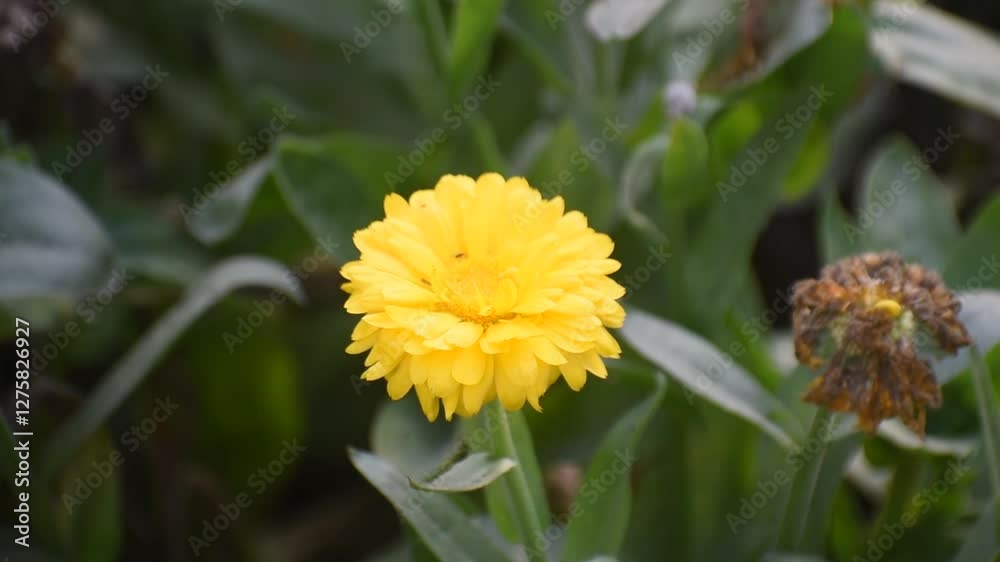 Calendula officinalis in Full Bloom with Bright Yellow Flowers in a Green Garden Setting. Calendula officinalis in Full Bloom with Bright Yellow Flowers in a Green Garden Setting.