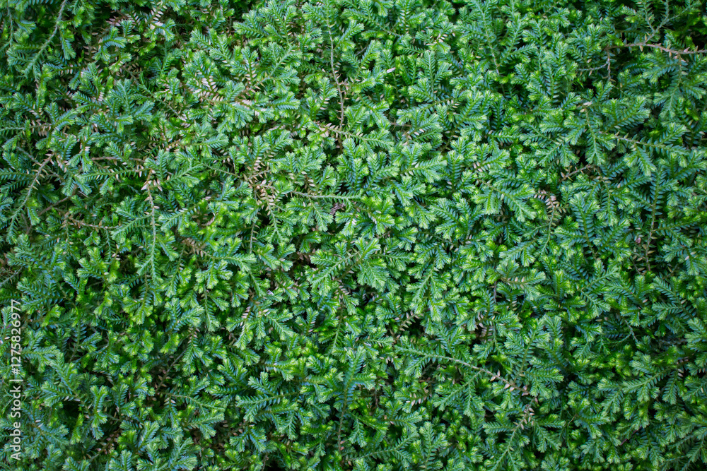 Lush green ground cover plants in a dense pattern Lush green ground cover plants in a dense pattern