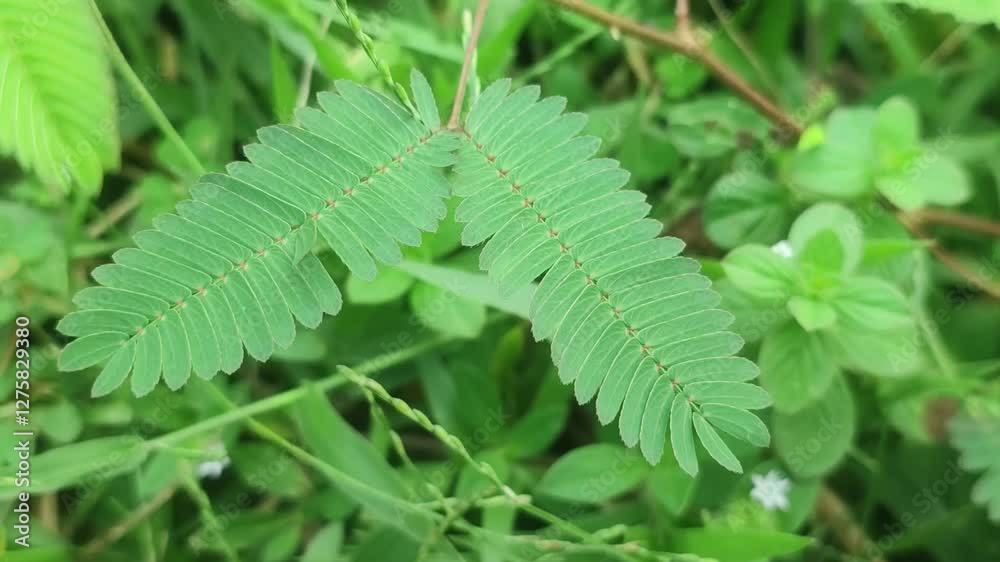 Mimosa pudica Touch-Me-Not Plant with Delicate Folding Leaves in a Natural Setting. Mimosa pudica Touch-Me-Not Plant with Delicate Folding Leaves in a Natural Setting.